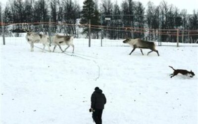 Aversjonsdressur hund/rein 2019