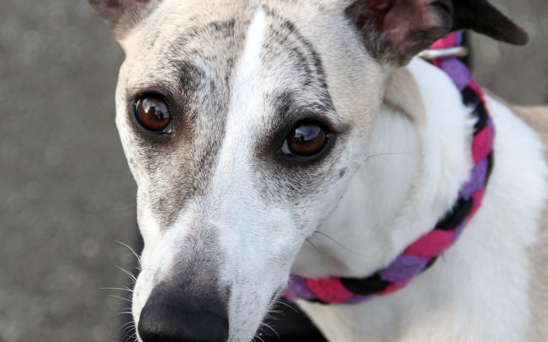 Øyelysing på NKK Tromsø 2019