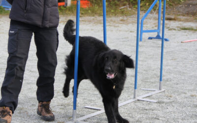 Lettøvet kurs i agility