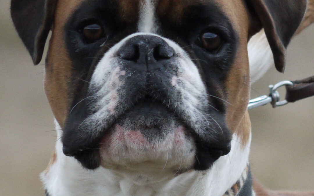 Hund som julegave???
