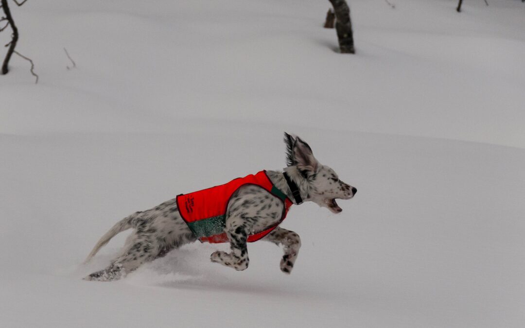 Unghundkurs mars-april 2020