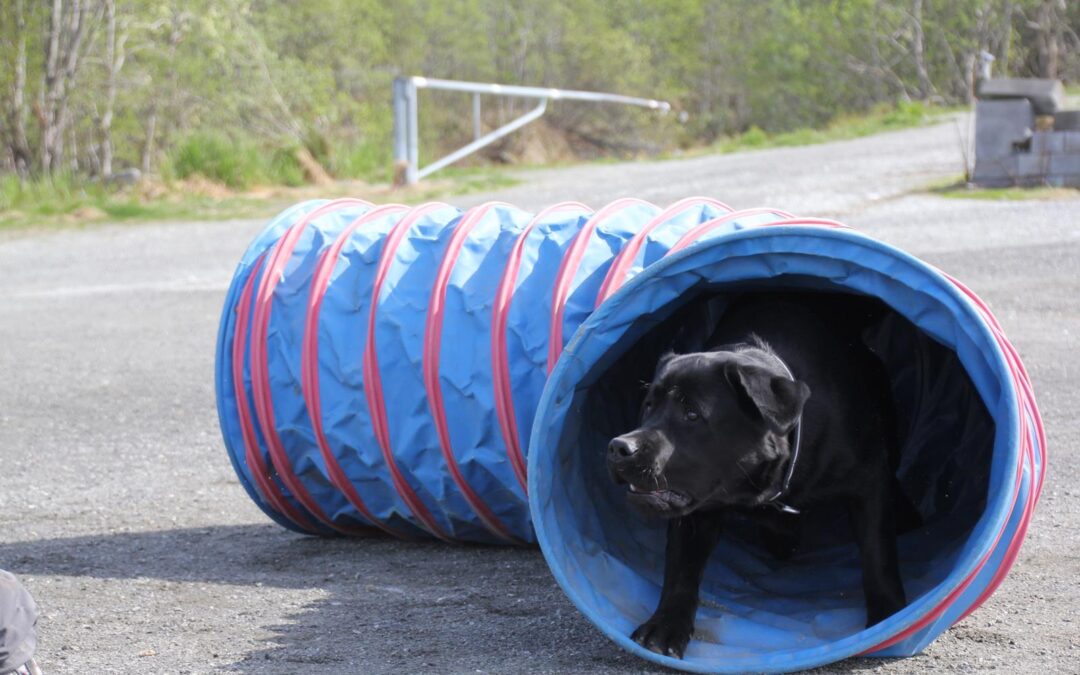 Nybegynnerkurs i agility. BHG