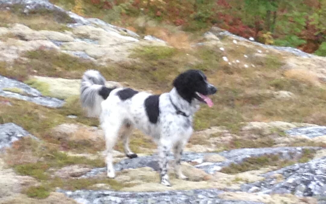 Klargjøring av Krokenterrenget