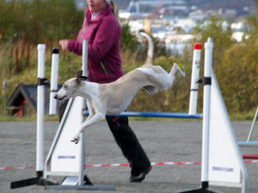 Oppdatering arrangement pr. 17.9.19.