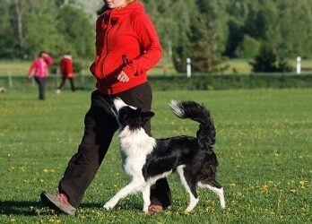 Trening av hund – hva er lov