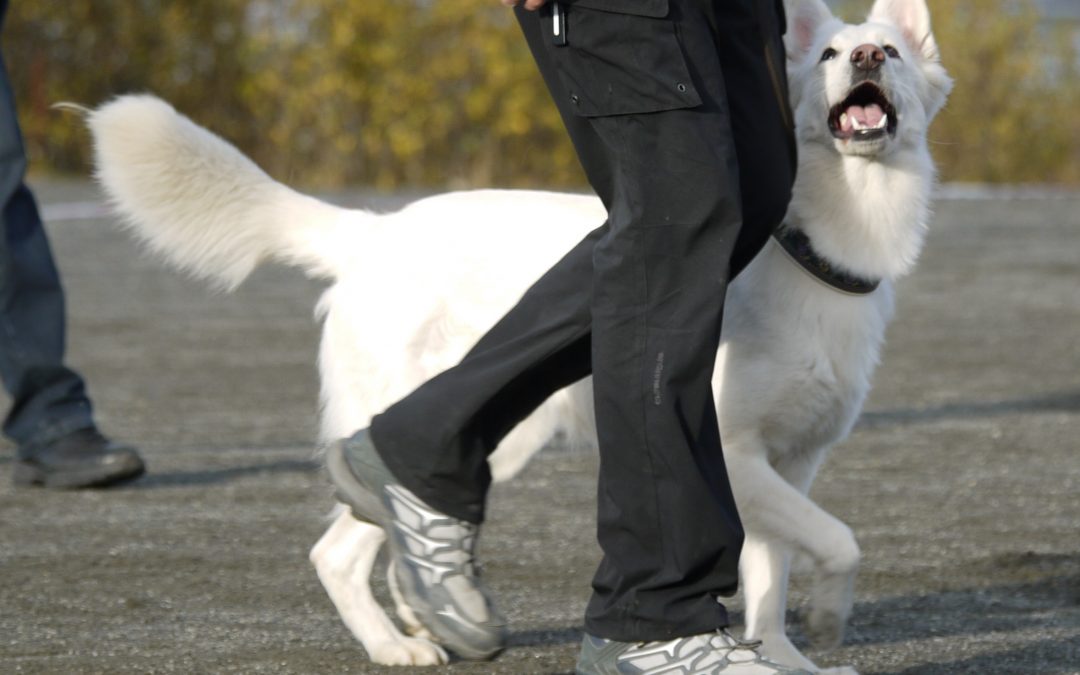 Nybegynnerkurs i lydighet