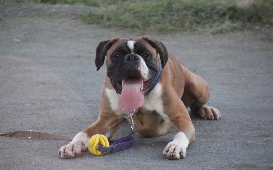 Fuglehundgruppa trener agility!
