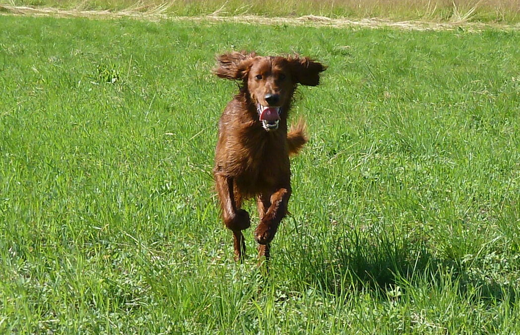 Treningsterrenget i Kroken åpner 1. juli