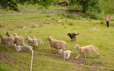 Aversjonsdressur hund/sau sommeren 2017