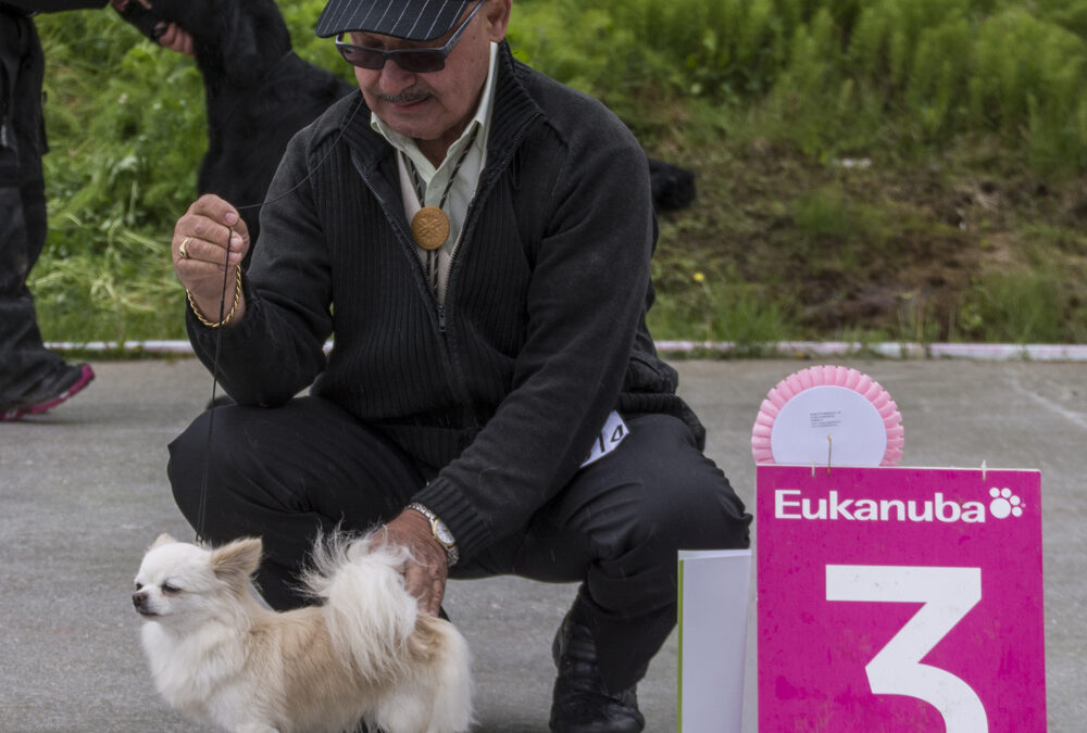 Nytt handlerkurs 29. – 31. august 2014.