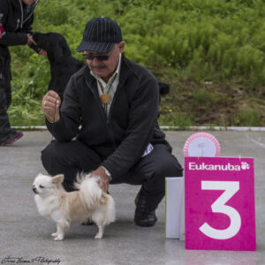 BIS 3 veteran Chihuahua langhåret, Int N GIB Ch Kallebo's Mexican White. Eier: Karl Berg, Bodø