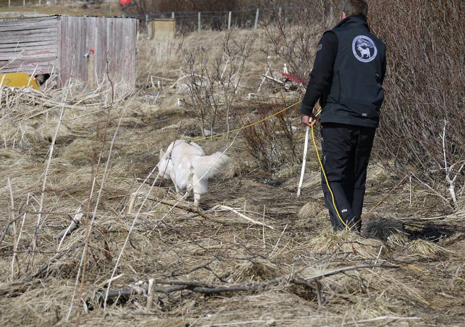 Nye vester til Fuglehundgruppa