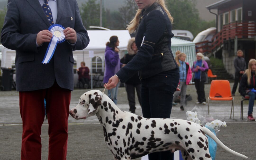 Tromsø Hundeklubbs utstilling 6.9.2014.