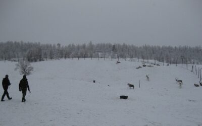 Aversjonsdressur hund/rein 2018