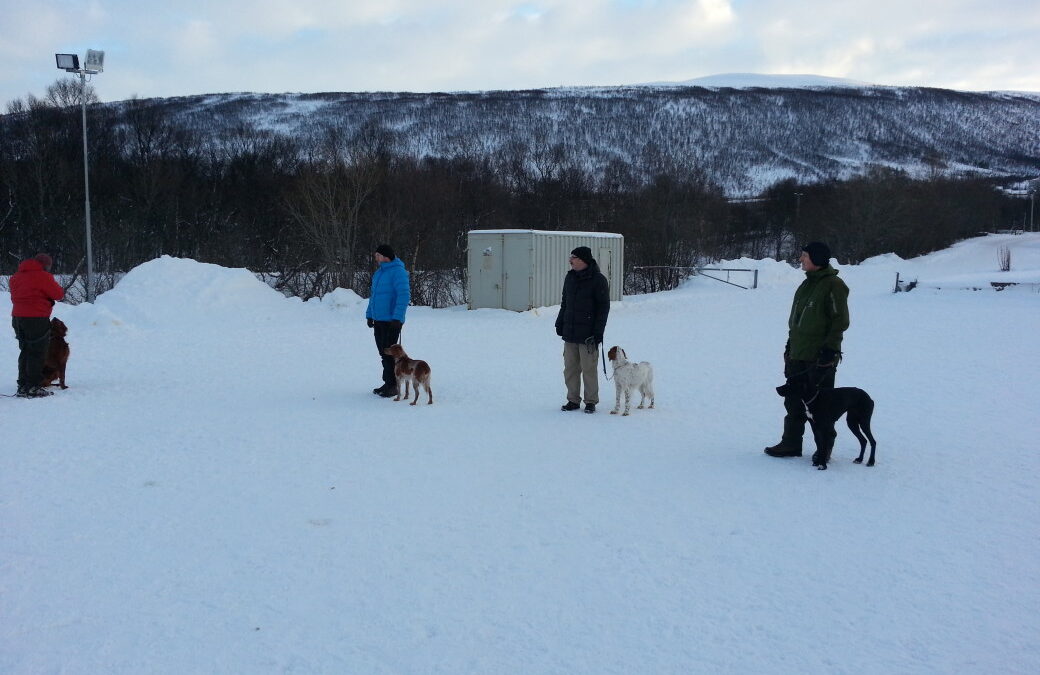 Bli med på en spennende dag med dressurtrening!