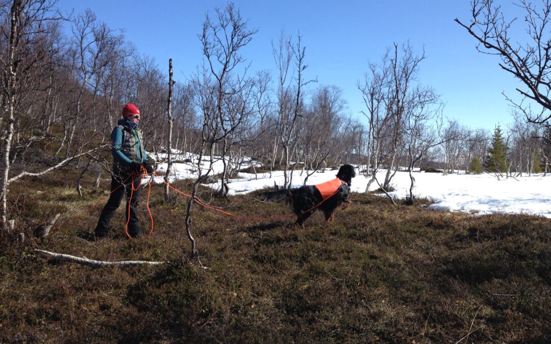 RIOS-kurset for fuglehundgruppa ble avsluttet 25.4