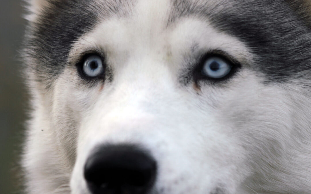 Hvordan melder jeg på til utstilling?