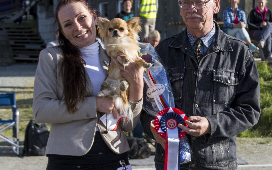Best in show og andre plasseringer….