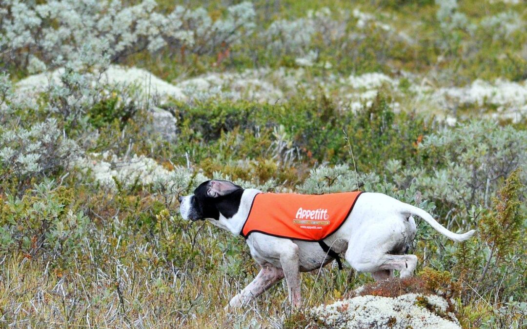 Helgekurs (RIOS) 26-28. april