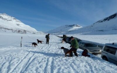 Hund på Troms Turlags hytter.