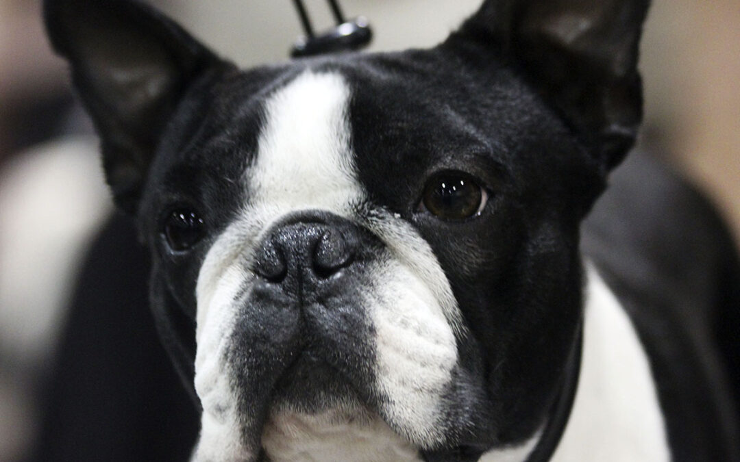 Innkalling til årsmøte i Tromsø Hundeklubb