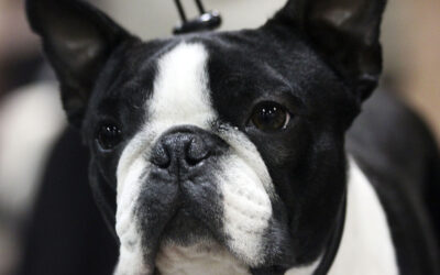 Innkalling til årsmøte i Tromsø Hundeklubb