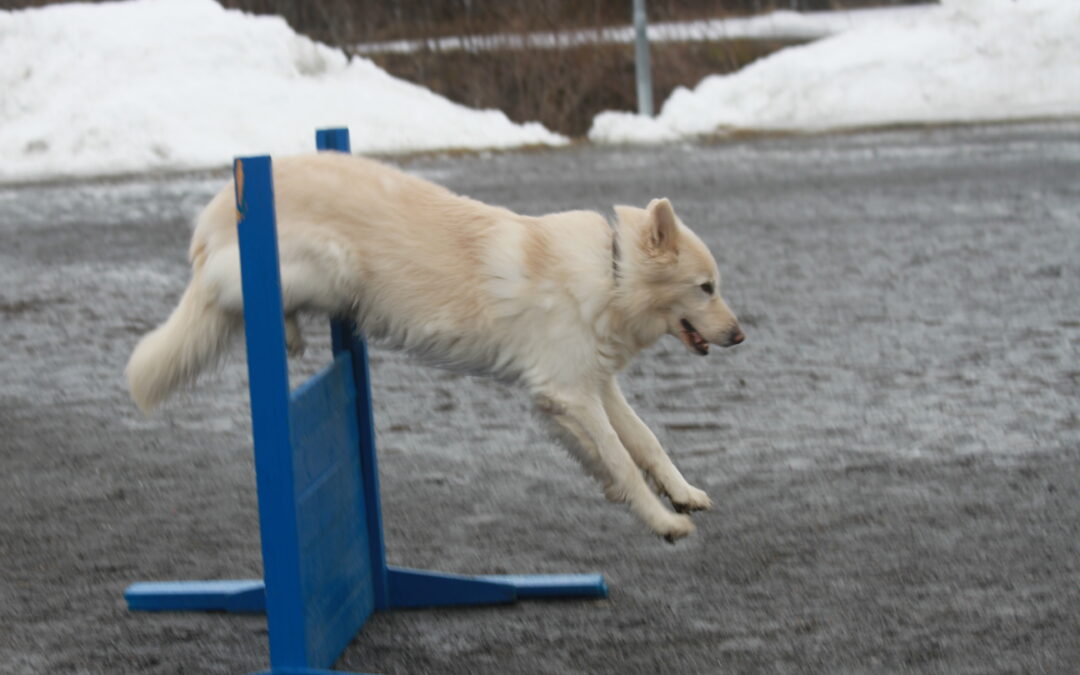 Konkurranserettet lydighetskurs BHG