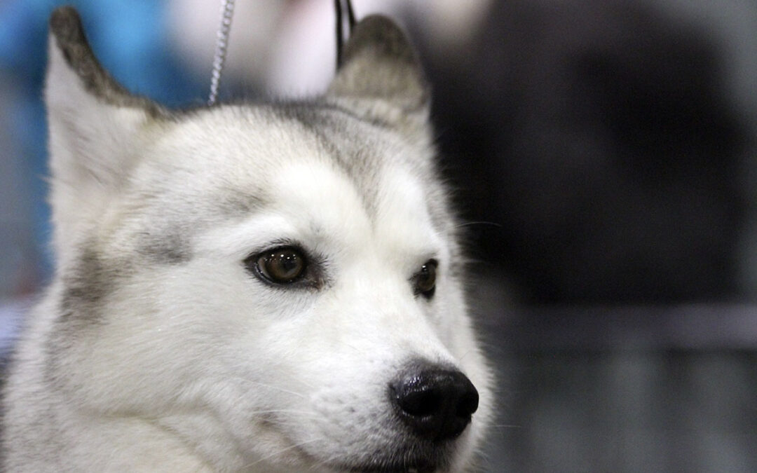 Vi minner om årsmøtet 31.3.2016.