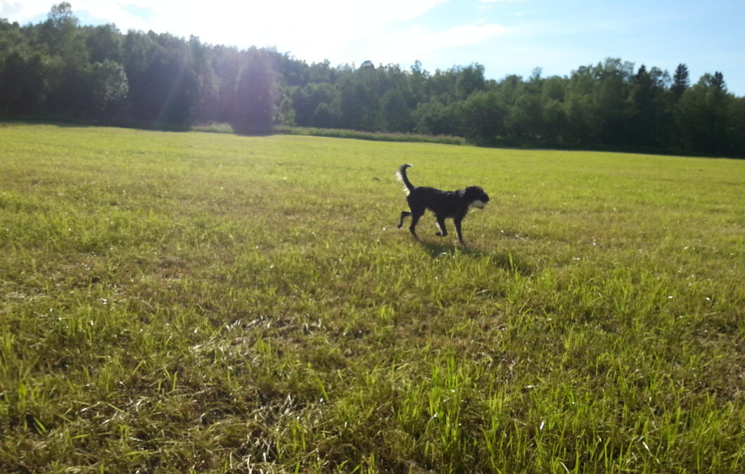 Apportkurs våren 2016