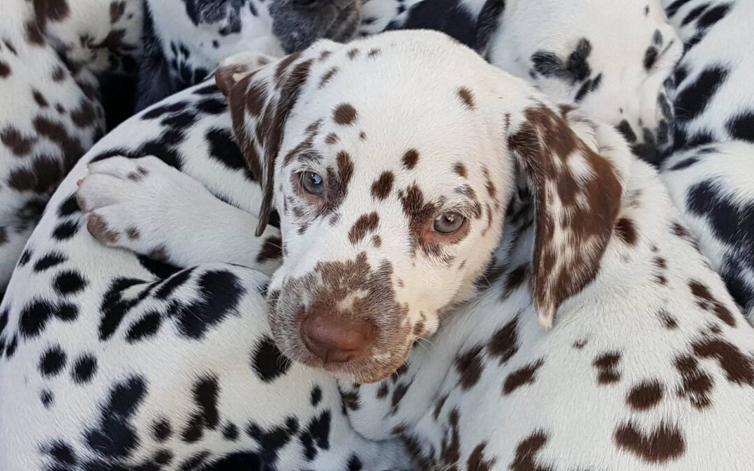 Valpe- og hverdagslydighetskurs