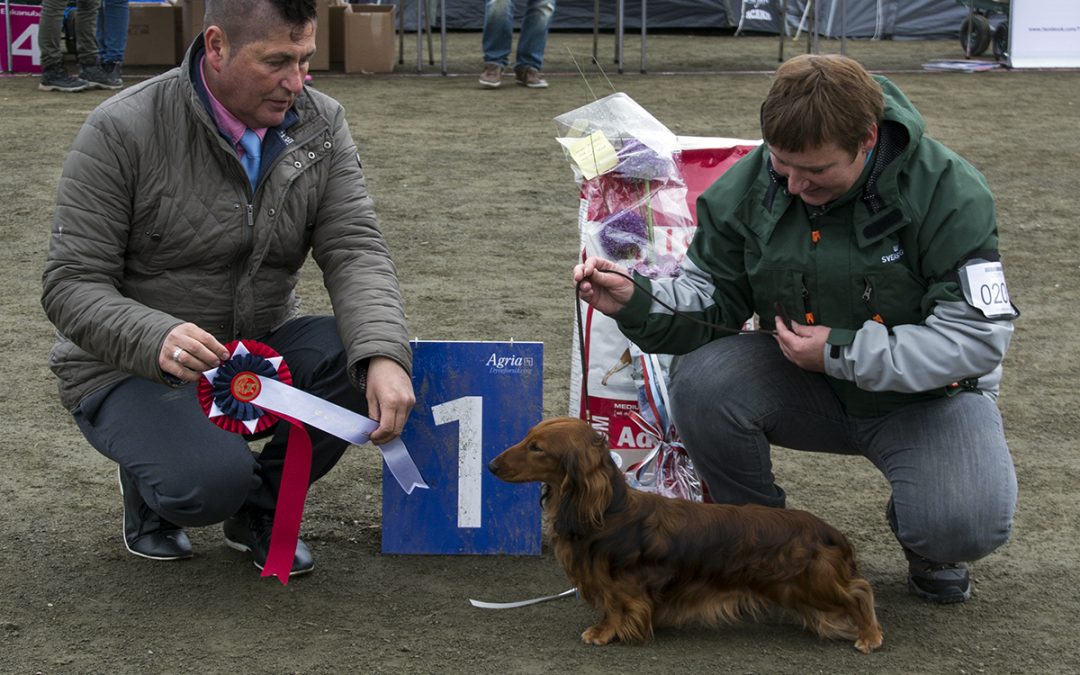 Resultater fra Tromsø Hundeklubbs utstilling 18. juni 2016