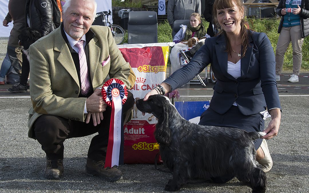 Bilder fra Tromsø Hundeklubb og Norsk Dalmatiner klubbs utstillinger.