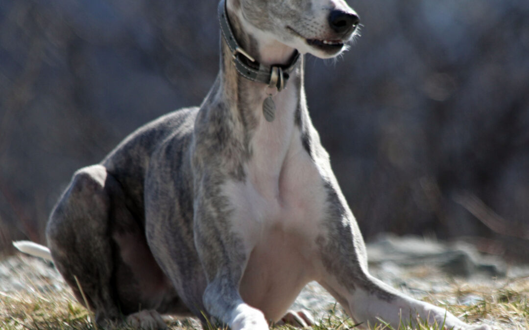 Informasjonsmøte om dressur av hund.