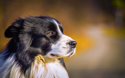 Årsmøte i Tromsø hundeklubb 29.3.2017 kl. 1900