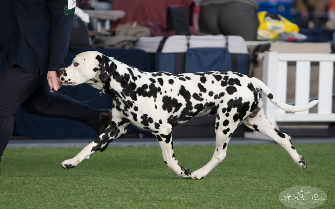 Dommerendringer Tromsø HK og NKK Tromsøs utstillinger 17. og 18. juni 2017