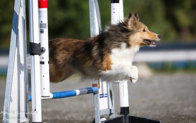 NKK veterinærers råd til håndtering av kurs og felles treninger.