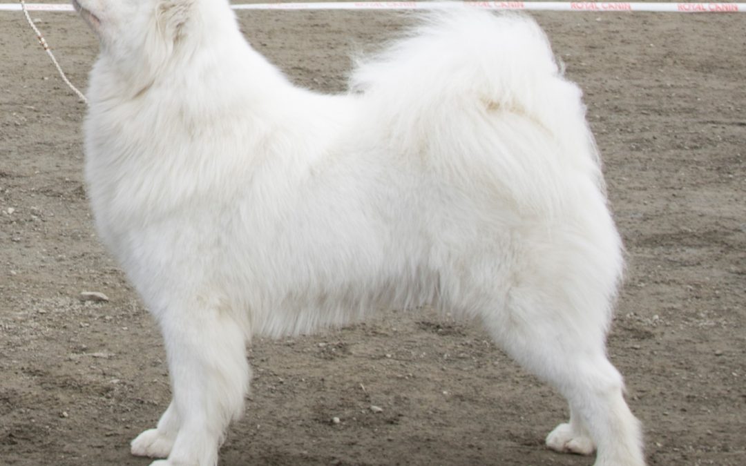 Viktig melding fra Evidensia (Tromsø Veterinærsenter)