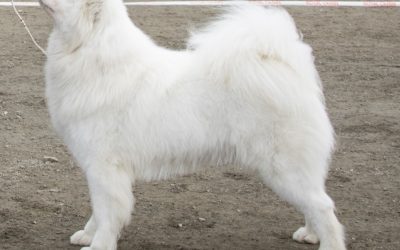 Viktig melding fra Evidensia (Tromsø Veterinærsenter)