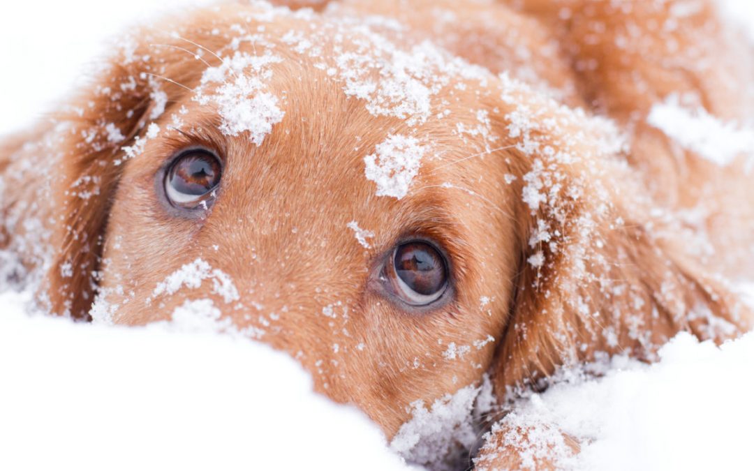 Avslutning valpekurs høsten 2018