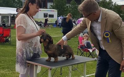 Viktig info fra NKK vedrørende Koronavisuset versus hundeaktiviteter.
