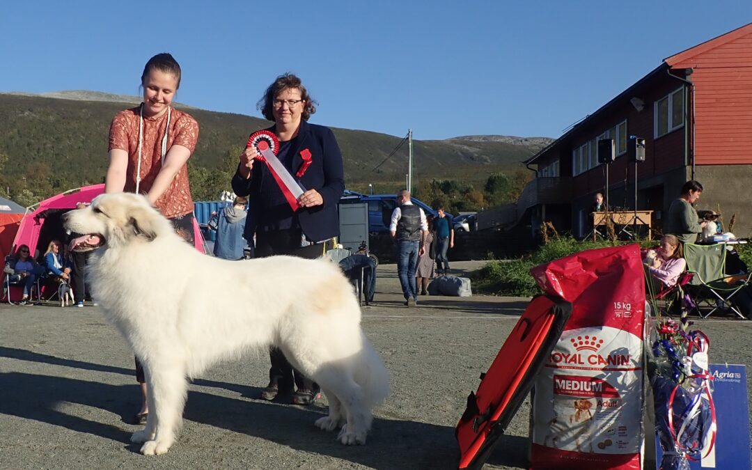 Det blir utstilling 29. og 30.8.2020