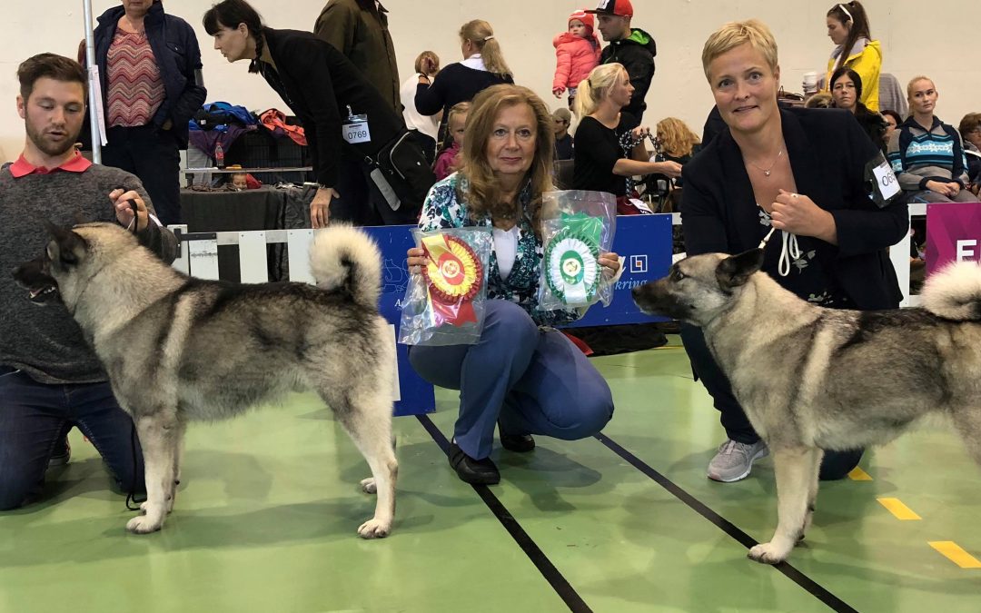 Resultater fra Tromsø Hundeklubbs utstilling 25.5.2019
