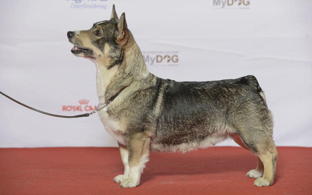 Ny dommerendring på Tromsø HKs utstilling