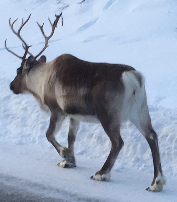 Aversjonsdressur Hund/Rein vinter 2021