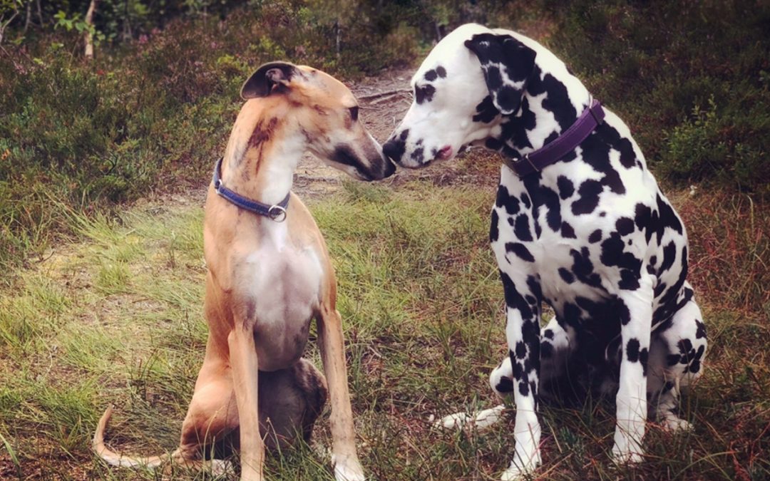 Katalog og resultater Tromsø Hundeklubb 29.08.2020