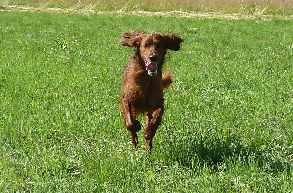 Treningsterrenget i Kroken åpner 1. juli