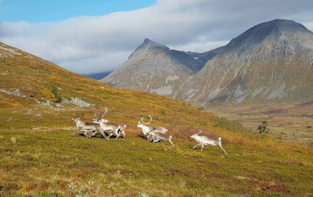 Aversjonsdressur hund/rein 2026