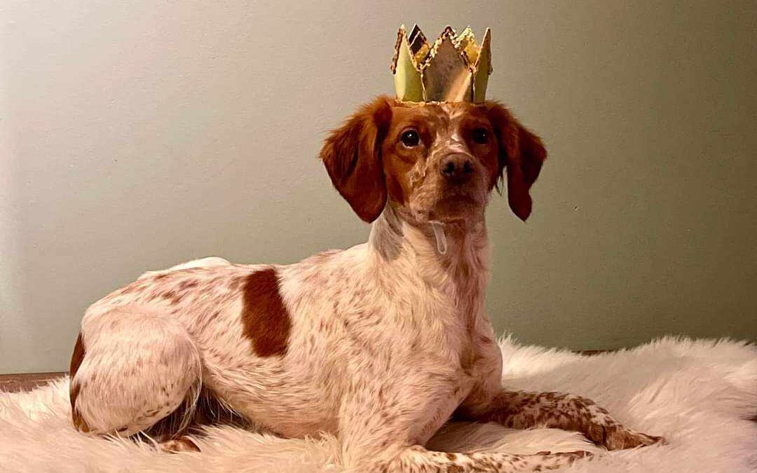 ÅRETS HUNDER 2023 – FHG