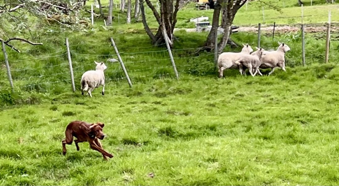 Aversjonsdressur hund/sau 2026